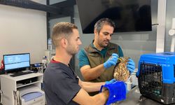 Kazdağları'nda yaralı bulunan çakır kuşu tedavi ediliyor