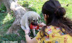 Başkan Işik: Can Dostlarimizi Sicak Havalarda Unutmayalim