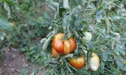 Bilecik'teki serasında 1,5 kilogramdan fazla ağırlıkta domatesler yetiştiriyor