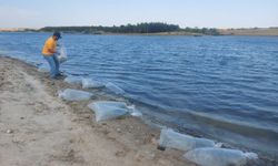 Edirne'de yetiştirilen 5,5 milyon sazan balığı yavrusu göllere bırakıldı