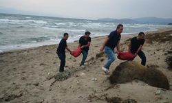 Bursa'da avlanması yasak 5,5 ton kum şırlanı ele geçirildi