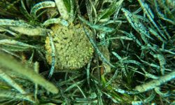 Karaburun-Ildır Körfezi'nde nesli tükenmekte olan "yastıklı taş mercan" bulundu
