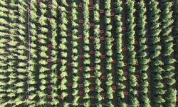Bilecik'te 800 metre rakımda yetiştirilen domatesin hasadına başlandı