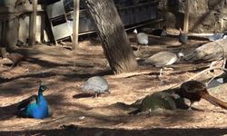 Çınarcık'taki Doğa Eğitim Merkezi'ndeki tavus kuşu, Tokat tavuğunun yavrusuna da annelik yapıyor