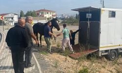 Kocaeli'de başıboş halde bulunan at, Tekirdağ'daki sahibine teslim edildi