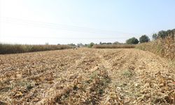 Sakarya'da silajlık mısır hasadı sürüyor