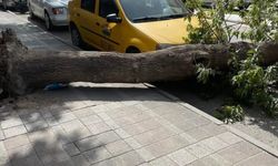 TEMA Edirne'de bakımsızlıktan çürüyen ağaçlar için önlem alınmasını istedi