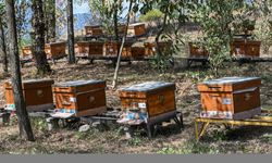 Yaban arılarının azalması tarım zararlılarının çoğalmasına neden olabilir
