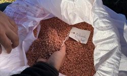 Kırklareli'nde yerli buğday tohum çeşitleri toprakla buluşturuldu