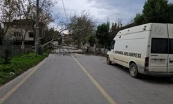 Sapanca'da şiddetli rüzgar nedeniyle devrilen ağaç elektrik hatlarını kopardı