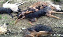 Bilecik'te 14 Köpeğin Ölümü: 4 Kişi Adli Kontrolle Serbest