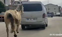 Bursa'da Bir Sürücü, Aracının Arkasına Bağladığı Atı Koşturdu
