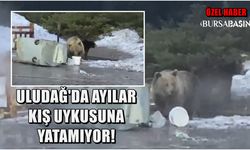 Uludağ'da Ayılar Piknik Yasağı Nedeniyle Kış Uykusuna Yatamıyor