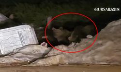 Uludağ'da Aç Ayılar Çöp Konteynerlerinde Yemek Aradı