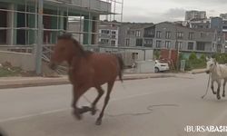 Osmangazi'de Başıboş Atlar Caddeyi Hipodroma Çevirdi