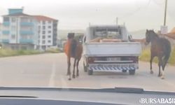 Bursa'da Sürücünün Atlara Zulmü Tepki Çekti