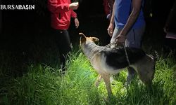 Uludağ'da Mahsur Kalan Köpek Kurtarıldı