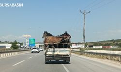 Bursa'da Kamyonetin kasasına 5 adet at sığdırdı