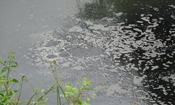 Zehir dolu sular: Beykoz'un Kirlilik çığlığı