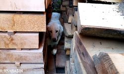 İnegöl'de Kereste Yığınında Sıkışan Köpek Kurtarıldı