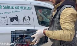 İznik'te Yaralı Köpeğe Zabıta Ekipleri Sahip Çıktı