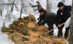 Uludağ’da Yaban Hayvanları İçin Yemleme Çalışması