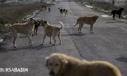 Bakanlıktan Valiliklere Sokak Hayvanları Genelgesi