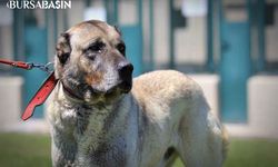 Kangal ve akbaş yavrularına 6 ay sıra var!