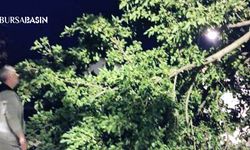 Mudanya’da Dut Ağacı Gece Yarısı Devrildi