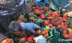 Kurşunlu’da Çilek Hasadı Başladı, Fiyatı 80 TL’yi Buldu