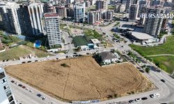 Gökdelenler Arasında Direnen Buğday Tarlası