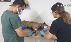 Yangından Kurtulan 103 Köpeğe Belediyeler Sahip Çıktı