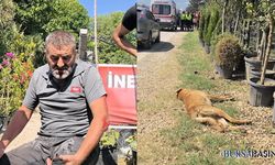 İnegöl’de Motosiklet Köpeğe Çarptı: 1 Yaralı