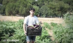 Osmangazi’de Gazi Tarım’da İlk Hasat Başladı
