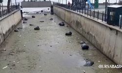 Yağmur Sonrası Gemlik Körfezi Çöplüğe Döndü