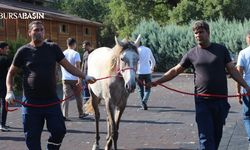 Karacabey Harası'nda 51 Tay 27,7 Milyon Liraya Satıldı