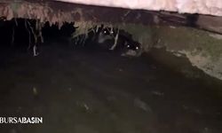 İnegöl’de sulama kanalında su samurları görüntülendi