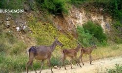 Uludağ’da fotokapana kızıl geyik ailesi yakalandı