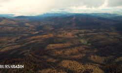 Bursa’da 953 Hektarlık Yanan Orman Yeniden Yeşeriyor
