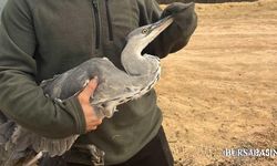 İnegöl’de Mavi Balıkçıl Misinadan Kurtarıldı