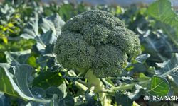İznik brokolisi tarlada ucuz, şehirde 14 kat pahalı