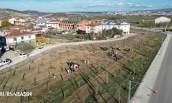 Akhisar’a 572 Fidanlık Yeni Koruluk