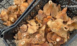 Bursa dağlarında kanlıca bolluğu: Fiyatı 100 liraya düştü