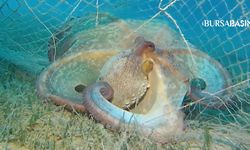 Denizlerden 360 Bin Metrekare Hayalet Ağ Temizlendi