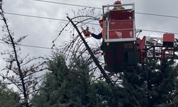 Mudanya’da Şiddetli Lodos Ağacı Kökünden Söktü