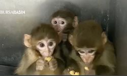 Bursa’da Yasa Dışı Tutulan 3 Makak Maymunu Koruma Altında
