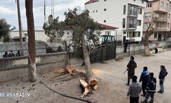 İznik’te Lodos Dev Çamı Devirdi