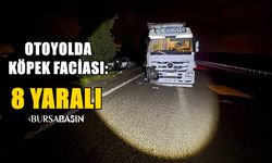 Otoyolda köpek faciası: 8 yaralı
