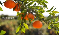 Türkiye’nin narenciyede altın yılı: Gelir 1,4 milyar doları