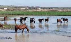 Uluabat Taştı, Milyonluk Atlar Suda Kaldı